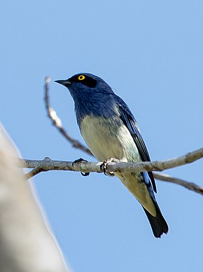 Descrizione dell'immagine Dacnis albiventris - Dacni dal ventre bianco, maschio;  Beruri, Amazonas, Brasile.jpg.