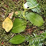 Dactylostalix ringens (leaf).JPG