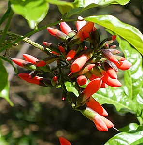 Dahlstedtia pinnata (Benth.) Malme