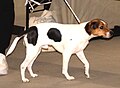 Danish-Swedish Farm Dog, black tricolor