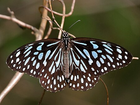 Tập_tin:Dark_Blue_Tiger_(Tirumala_septentrionis)_in_Talakona_forest,_AP_W_IMG_8447.jpg