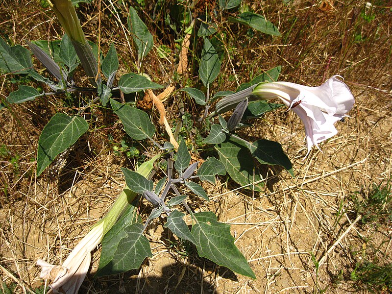 File:Datura species, Orange County - Flickr - theforestprimeval.jpg