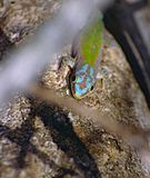 Day Gecko (Phelsuma modesta isakae) (9631098266).jpg