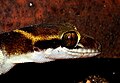 Deccan Banded Gecko Geckoella deccanensis close up by Dr. Raju Kasambe DSCN7960 (1).jpg