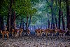 Deer at sundarban.jpg