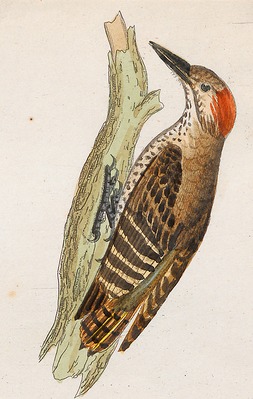 Dendropicus minutus - 1700-1880 - Print - Iconographia Zoologica - Special Collections University of Amsterdam - UBA01 IZ18700187 (cropped) .tif