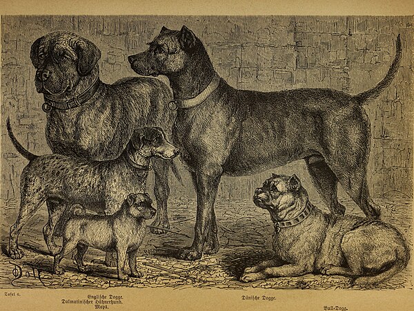 The dog and its races, 1876. left column: English Mastiff, Dalmatian Shepherd Dog, Pug; right column: Danish Mastiff, Bull-dog