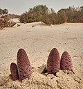 Desert thumbs on Umm Bab beach (cropped).jpg