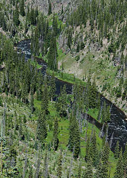 Lewis River