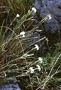 Dianthus lumnitzeri