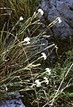 Hainburger vaergraffiaot (Dianthus lumnitzeri)