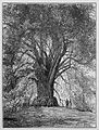 Die Gartenlaube (1889) b 277.jpg Deutschlands merkwürdige Bäume: Alte Linde auf dem Schloßwalle zu Pyrmont