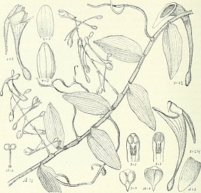 A kép leírása Die Pflanzenwelt Afrikas, insbesondere seiner tropischen Gebiete - Grundzge der Pflanzenverbreitung im Afrika und die Charakterpflanzen Afrikas (1910) (20319493433) .jpg.