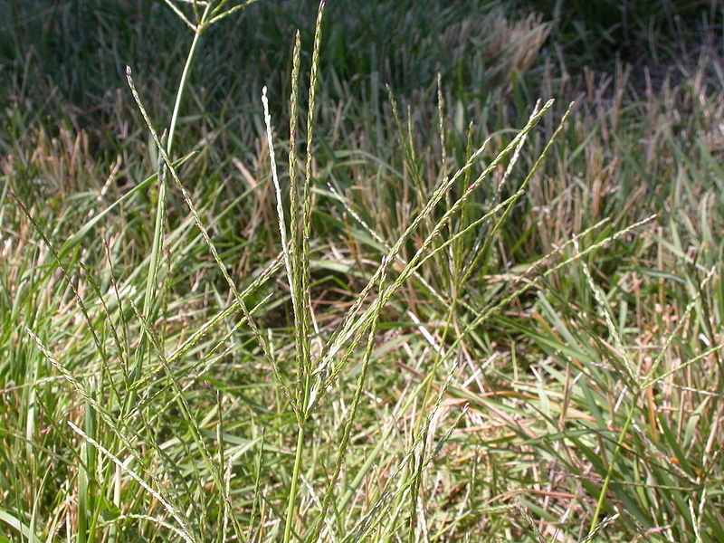 File:Digitaria sanguinalis (3874836566).jpg