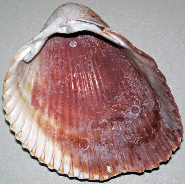 File:Dinocardium robustum (Atlantic giant cockle shell) (Sanibel Island or Cayo Costa Island, Florida, USA) 3.jpg