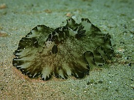 Discodoris boholiensis-CA Pulau Sempu 2019