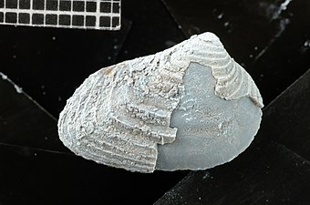 Ejemplar de Disparilia elongata proveniente de la Formación Agrio, Argentina.
