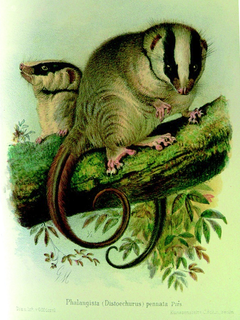 Feather-tailed possum Species of marsupial