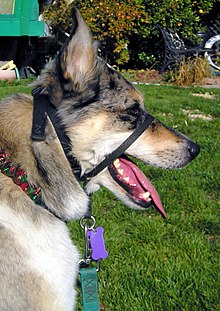 what are dog collars used for