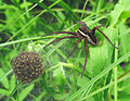 Dolomedes fimbriatus (female with juvenile spiders)