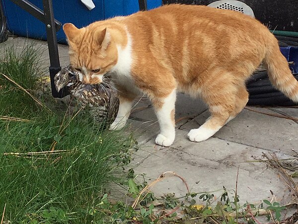 Domestic Cat in process of killing a ruffed grouse.jpg