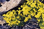 Draba rigid var bryoides.jpg