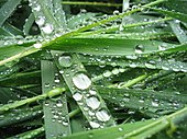 Water drops on the surface of grass Drops I.jpg