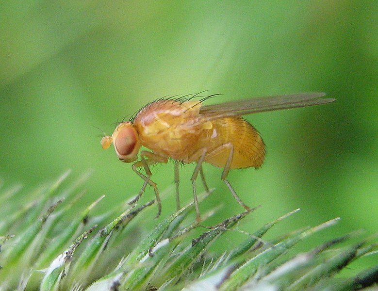 Fil:Drosophila-melanogaster-Nauener-Stadtwald-03-VII-2007-10.jpg