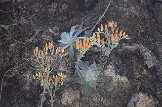 <i>Dudleya cymosa <span style="font-style:normal;">subsp.</span> pumila</i> Subspecies of plant