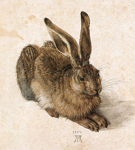 "Молодой заяц", А.Дюрер, 1502 год