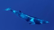 Thumbnail for Common minke whale