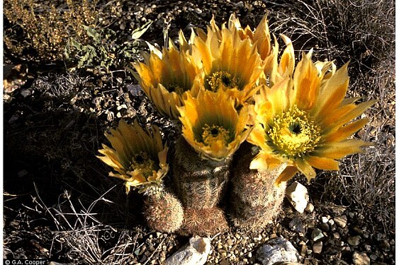 Flower of E. dasyacanthus or Texas Rainbow Cactus