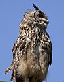 Eagle Owl (5635489370).jpg