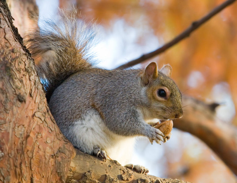 File:Eastern Grey Squirrel in St James's Park, London - Nov 2006.jpg