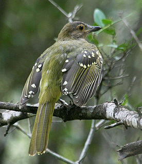 Eastern nicator Species of songbird