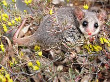 Eastern pygmy possum, Pilliga forest, NSW Eastern Pygmy Possum Pilliga Forest NSW.jpg