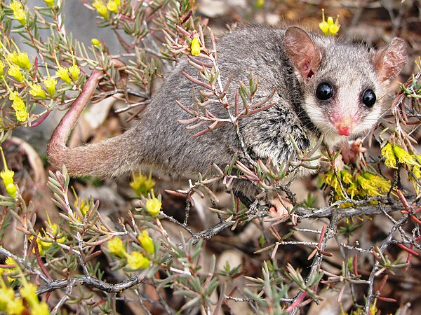 Eastern pygmy possum, Pilliga forest, NSW