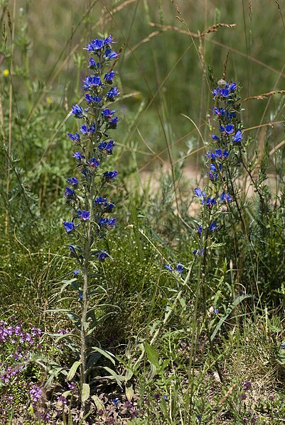 File:Echium vulgare bethisy-saint-martin 60 18062008 1.jpg