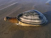 Strangegoaper (Mya arenaria)