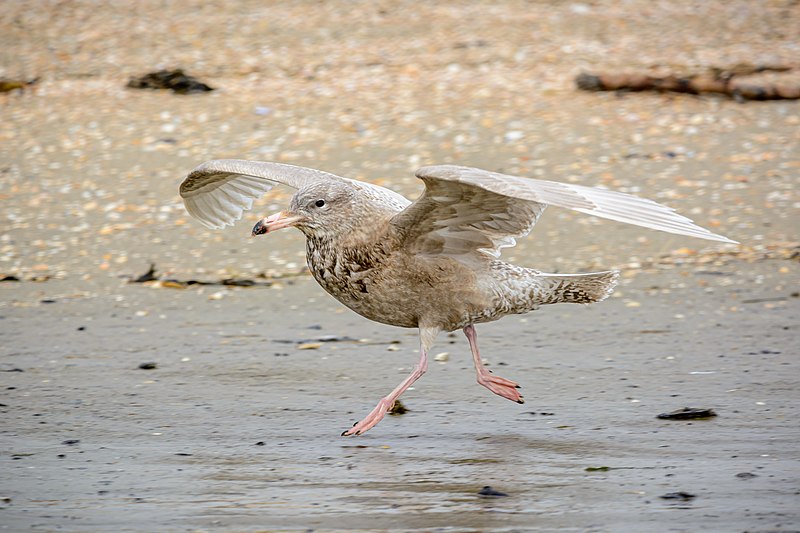 File:Eismöwe auf Spiekeroog.jpg