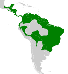 Elaenia flavogaster map.svg