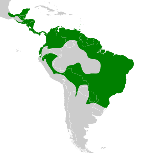 Distribución geográfica del fiofío ventriamarillo.