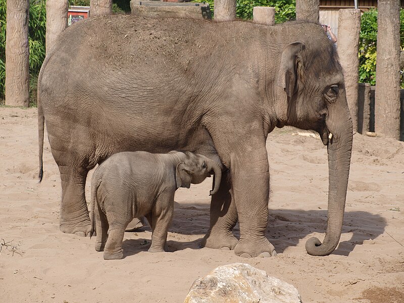 File:Elephants Chester Zoo.jpg