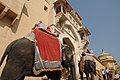 Elephants in Jaipur, India