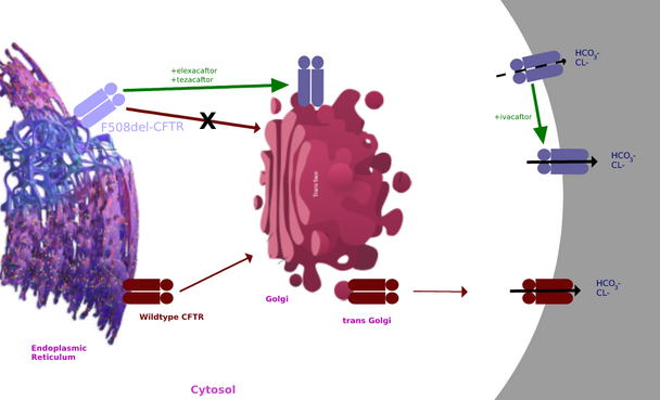 Elexacaftor_tezacaftor_ivacaftor_mechanism_of_action