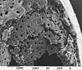 Broken foraminifera test