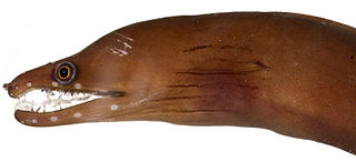 Caribbean chestnut moray species of fish