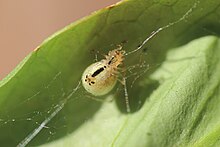 Enoplognatha ovata nebo Enoplognatha latimana při otáčení vlákna.jpg