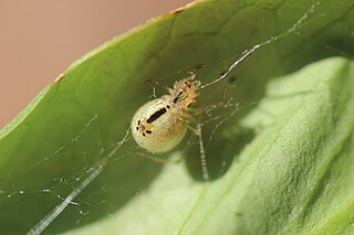 <i>Enoplognatha latimana</i> Species of spider