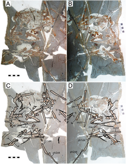 Голотип Eopteranodon lii (BMNHC-Ph000075)